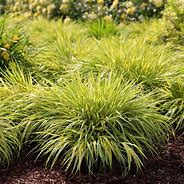 Image result for Hakonechloa macra Aureola