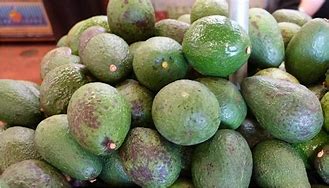 Image result for aguacatillo