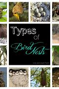 Image result for Bird Nest Shapes