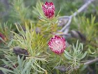 Image result for Yellow Faded in Red Flowers