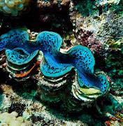 Image result for Giant Pacific Clam