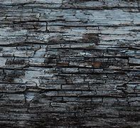 Image result for Free Tree Texture