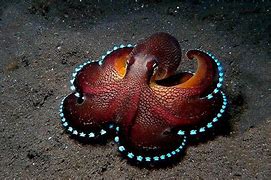 Image result for Octopus HD