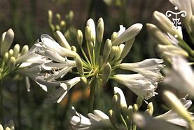 Image result for Agapanthus Thumbelina