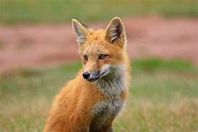 Image result for Fox Head