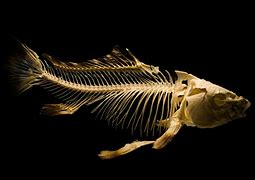 Image result for Fish Skeleton