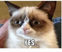 Image result for Yes Cat Meme