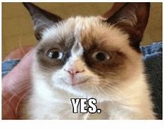 Image result for Cat Saying Yes Meme