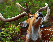 Image result for HD Wallpapers 4K Animals