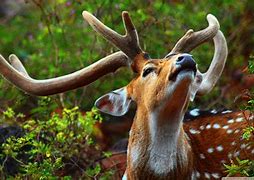 Image result for Beautiful Animals Wallpaper 4K