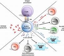 Image result for B-cell Cytokines
