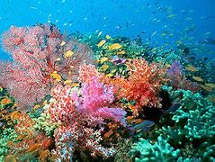 Image result for Plastic Ocean Pollution Animals
