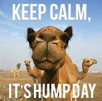 Image result for Wednesday Hump Day Camel Meme