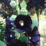 Image result for Alcea rosea nigra