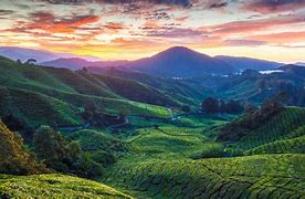 Image result for Cameron Highlands Malaysia Wallpaper
