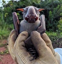 Image result for 5 Foot Bat