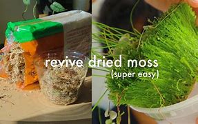 Image result for Dried Sphagnum Moss
