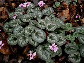 Image result for Cyclamen coum Silver Leaf