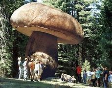 Image result for Oregon Giant Mushroom