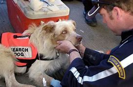 Image result for dog rescue