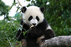 Image result for Oso Panda