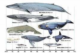 Image result for The Biggest Animal in the Whole Entire World