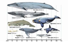 Image result for Size Comparison Chart Largest Animals