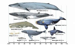 Image result for Worlds Biggest Animal