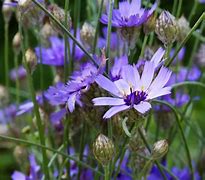 Image result for Flower Dart