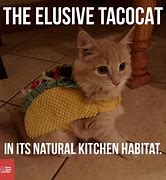 Image result for Sad Taco Cat