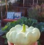 Image result for All Squash Plants