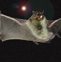 Image result for Indiana Bat Eating Images