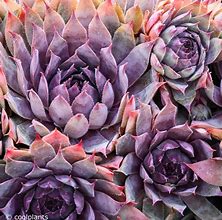 Image result for Sempervivum Purple Beauty 