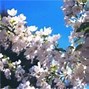 Image result for Malus John Downie Crab Apple Trees
