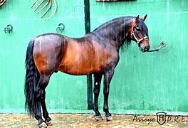 Image result for Azteca Horse Breed