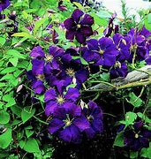 Image result for Clematis Purple Haze