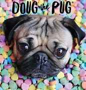 Image result for Doug the Pug