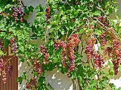 Image result for Grape Bushes