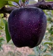Image result for Black Diamond Apple Tree Seedling