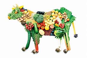 Image result for Vegetariani