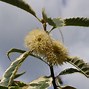 Image result for Castanea sativa Argenteovariegata