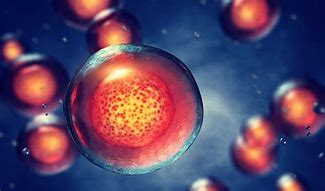 Image result for Stem Cells Microscope