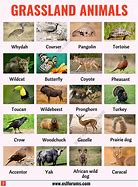Image result for Things to Know About Animals