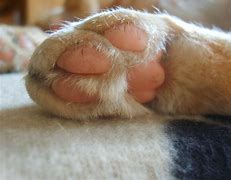 Image result for Cat Paw Infection