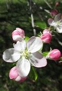Image result for Dwarf Red Love Apple Tree