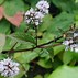 Image result for Mentha piperita