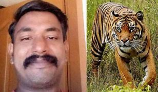 Image result for Man Attacked by Tiger