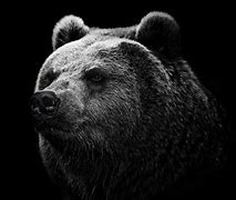 Image result for Scary Bear Wallpaper