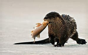 Image result for Otter Fish