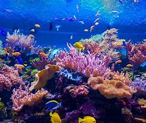 Image result for Underwater Coral Reef Fish